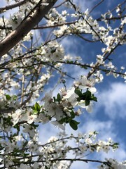 Blossom. Flores.