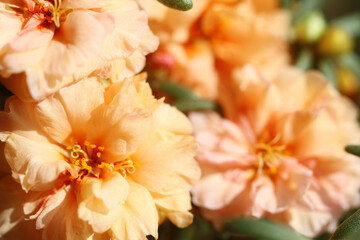 orange flower in the garden