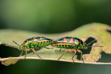 Two Metallic Shield Bugs (Scutiphora pedicellata) mating