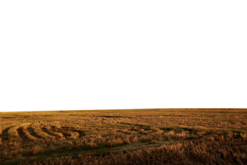 empty grass transparent background