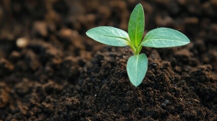 A vibrant green sprout emerges from rich dark soil, symbolizing growth, resilience, and the promise of new beginnings.