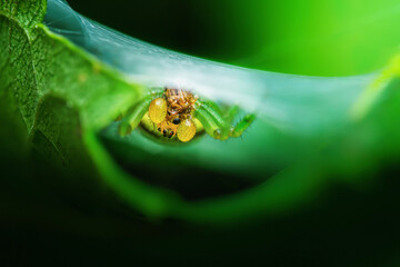 Green crab spider eating prey under leaf in spiderweb.