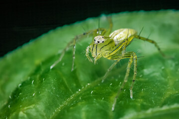 Green lynx spider standing on a green leaf.