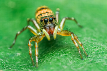 Jumping spider standing on a green leaf.