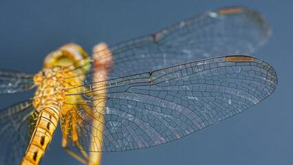 Dragonfly showing its beautiful wings structure on blue background.