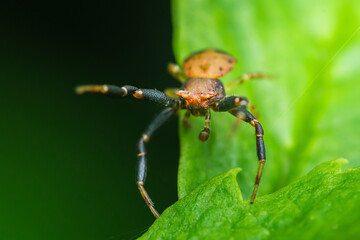 Crab spider sitting on a green leaf in the forest.