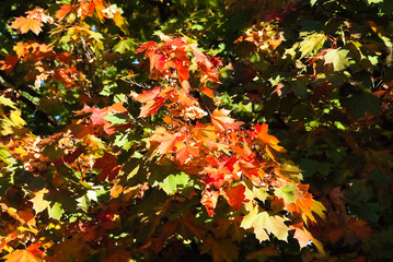maple leaves in autumn on tree close up