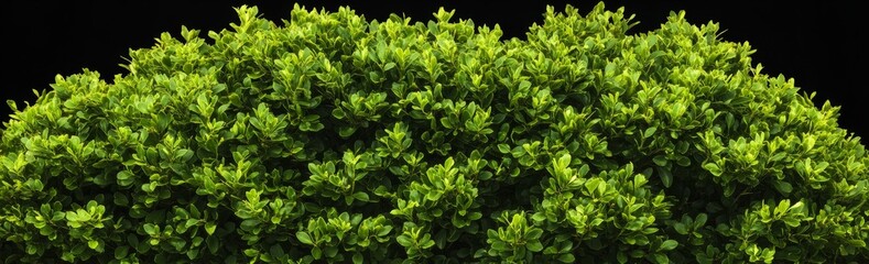Obraz premium Neatly trimmed lush green hedge isolated on white background.