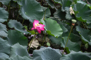 Lotus bloom in a botanical garden