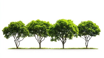 Obraz premium Green trees in the forest isolated on white background