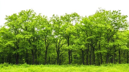 Fototapeta premium Green trees in the forest isolated on white background