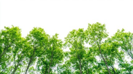 Green trees in the forest isolated on white background