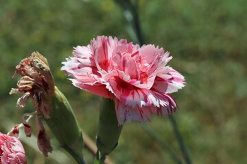 Picture of  Early Bloomer