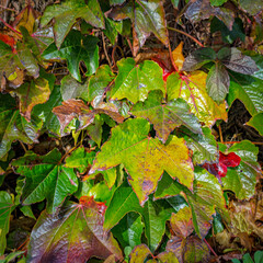 Autumn leaves of Boston ivy on a sunny morning