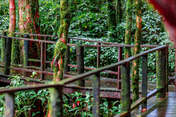 Fototapeta premium The natural background of the mountain atmosphere, green rice fields and many kinds of plants surrounding, rainbow and a walkway to see the completeness of the ecosystem.