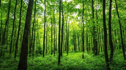 Green trees in the forest isolated on white background