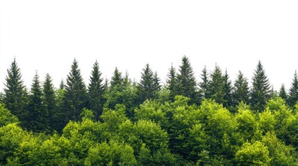 Green trees in the forest isolated on white background