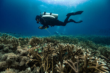 diver floating above coral in Raja Ampat