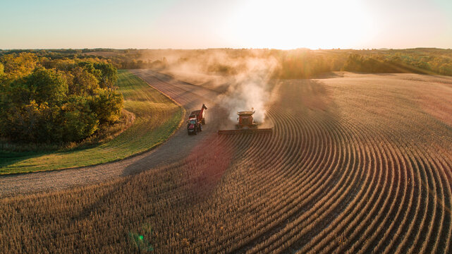 a combine and tractor harvesting beans at sunset