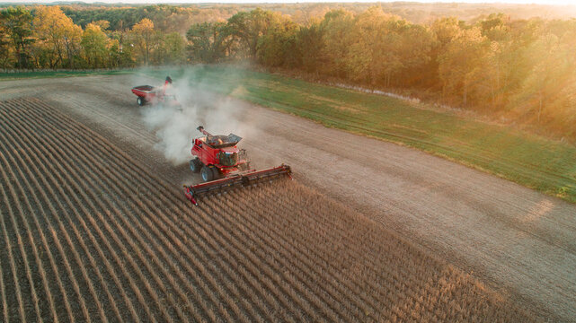 a combine harvesting beans at sunset