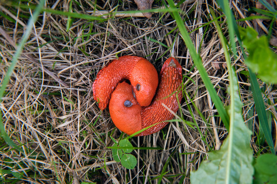 Reproduction de limaces