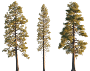 Pinus ponderosa (ponderosa pine, bull pine, blackjack pine) pine tree isolated png on a transparent background evening light premium cutout medium-size Pinaceae mountain pine fir 