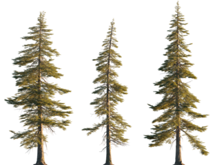 Abies concolor (the white, concolor, or Colorado fir) Pine-tree big tall tree isolated png on a transparent background premium cutout sunset lighting foreground tree
