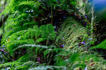 Fototapeta premium natural background of many species of plants that are laid out in the park, for the propagation of the species and to provide shade for those who stop by while traveling to study the ecology.