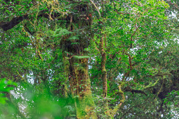 The natural background of the mountain atmosphere, green rice fields and many kinds of plants surrounding, rainbow and a walkway to see the completeness of the ecosystem.
