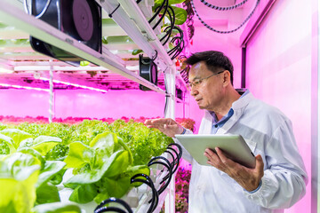 An Asian scientist man inspects hydroponics vibrant lettuce plants under ultraviolet pink grow...