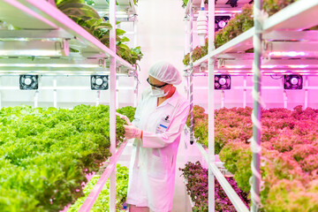 A woman scientist in protective gear inspects hydroponics lush green plants in a modern indoor...