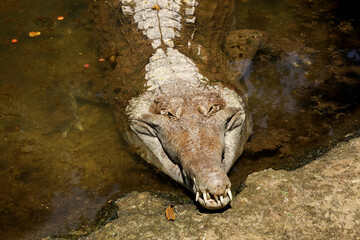 False Gharial (Tomistoma schlegelii), unique large crocodile from Southeast Asian fresh waters,...