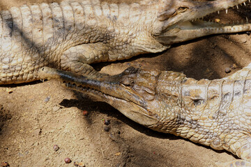 Obraz premium False Gharial (Tomistoma schlegelii), unique large crocodile from Southeast Asian fresh waters, swamps and rivers.