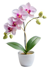 Obraz premium Paper a Orchid, Flower craft isolated on a white background, Placed there, without shadow