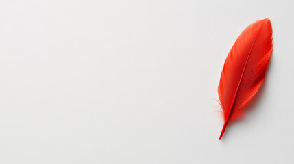 Red Feather Minimalist Design 