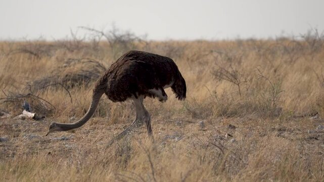 Ostrich picking the ground in the Etosha National Park in Namibia in Africa.