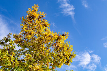 yellow foliage against a blue sky background. Autumn landscape