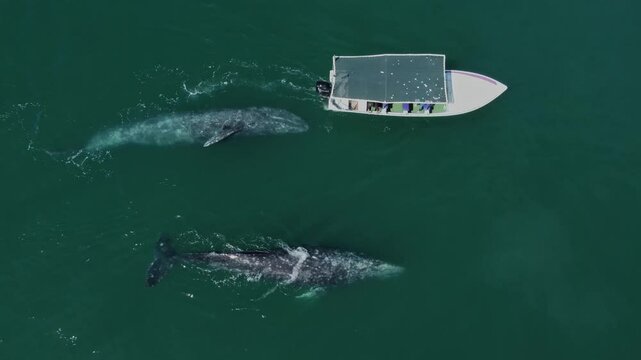 Drone aerial video of two playful gray whales interacting with a boat in Puerto Chale, Baja California Sur, M&eacute;xico during an ecotourism trip.