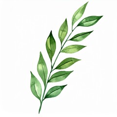 Watercolor long green botanical leaves branch isolated