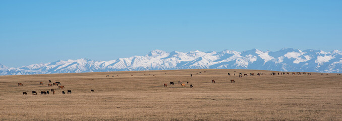 a pastoral scene with a herd of horses grazing on the vast golden steppe, set against a stunning backdrop of towering snow-capped mountains under a clear blue sky