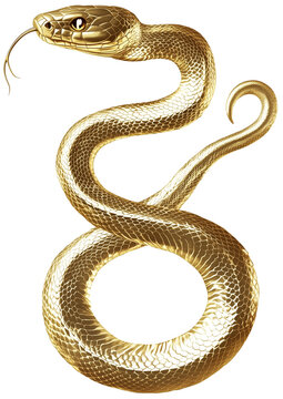 Gold albinos banana eastern kingsnake or common kingsnake, Lampropeltis getula californiae, in front of transparent background
