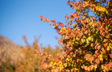 Fototapeta premium Red and golden leaves flutter against an azure sky, a vivid testament to autumn's rich tapestry in a dance of color and light.
