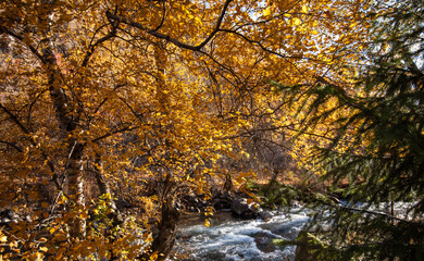 a vibrant display of autumn's palette, with golden birch leaves framing a lively stream,...