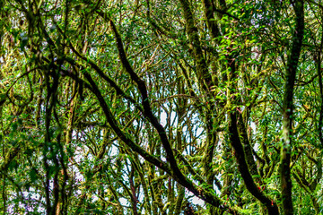 Obraz premium natural background of many species of plants that are laid out in the park, for the propagation of the species and to provide shade for those who stop by while traveling to study the ecology.