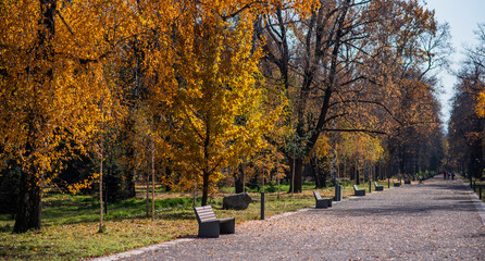 Quiet autumn park scene with golden yellow leaves on trees, empty benches, and a path covered with fallen leaves, evoking a sense of calm and solitude