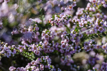 a dense thicket of shrubs, covered in small, delicate purple-pink flowers. The blooms are nestled amidst the green foliage, creating a soft, fresh-looking scene. The background is slightly blurred
