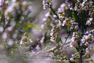 a dense thicket of shrubs, covered in small, delicate purple-pink flowers. The blooms are nestled amidst the green foliage, creating a soft, fresh-looking scene, slightly blurred background