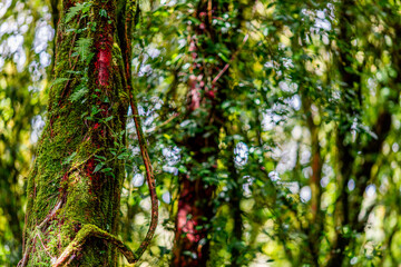 Fototapeta premium natural background of many species of plants that are laid out in the park, for the propagation of the species and to provide shade for those who stop by while traveling to study the ecology.
