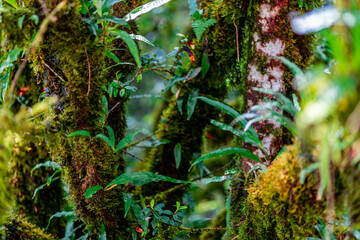 natural background of many species of plants that are laid out in the park, for the propagation of the species and to provide shade for those who stop by while traveling to study the ecology.