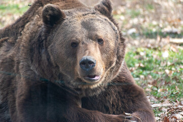 brown bear portrait